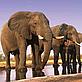 African elephants at water-hole © Martin HARVEY / WWF-Canon