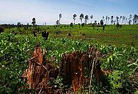 Natural forest converted into agricultural land to grow more profitable crops such as maize, potatoes and tea. Mau forest, Kenya.