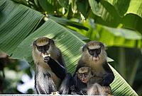 Family of Sooty mangabeys