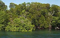Mangrove forest, Kiunga Marine National Reserve, Kenya.