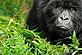 Young, female mountain gorilla
