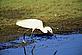 Little egret in Coto Doñana National Park, Spain