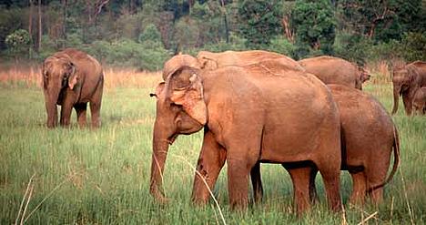 © A Christy Williams / WWF-Canon  Herd of Asian elephants in Rajaji National Park, North India