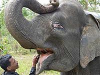 Elephant and mahout