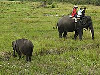 Elephant ride