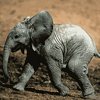 African elephant,  young calf , Addo Elephant National Park, South Africa