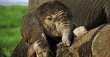 Sleeping Elephant Baby