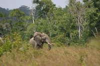 Eliffant / Elephant - Nia Sterling / Waterloo Foundation Eliffant / Elephant