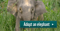 Adopt an elephant