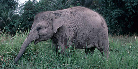 Young Sumatran elephant in fields, Sumatra