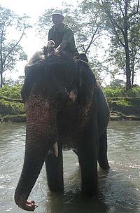 Elephant bathing - Nepal diary