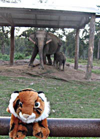 Elephant breeding centre - Nepal diary