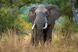 Elephant front view - @Gary Roberts Elephant front view