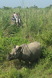 Elephant safari, and rhino - Nepal diary