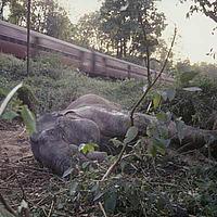 © WWF-Canon / A Christy Williams  An elephant lies dying after being hit by a train