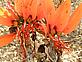 Flowers of Erythrina schliebenii, ‘coral trees’ - which have spectacular red flowers and viciously spiny trunks - one of two tree species thought to have gone extinct (twice), recently discovered again in coastal Tanzania (2012)  © Frank Mbago 