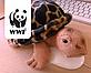 WWF Adoption Turtle on Facebook