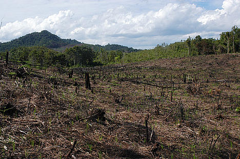 Borneo Deforestation Map