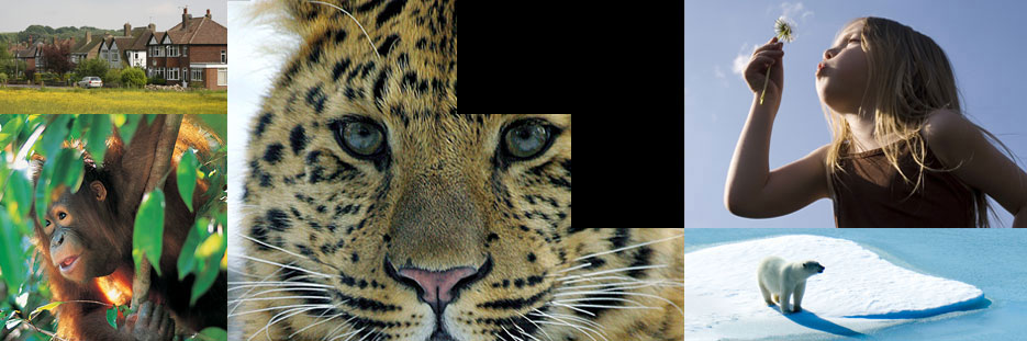 Homepage banner - non flash