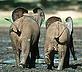 Forest elephant © WWF-Canon / Martin HARVEY