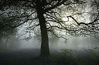 Learn Forest Autumn 2009