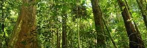Forest, West Kalimantan, Borneo