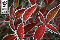 Frosted leaves eCard