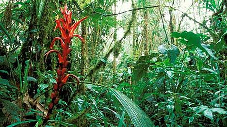 Tropical moist forest, Colombia Tropical moist forest, Colombia