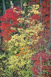  Trees in autumn colors in Lazovsky State Nature Reserve, which is now considered one of the most important nature reserves in Russia.  Boreal forest. 