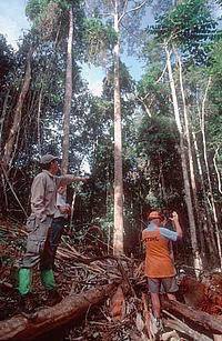 Controlled directional felling in FSC-certified tropical rainforest producing Meranti timber for use in garden furniture. Northern Malaysia - Edward PARKER / WWF-Canon Controlled directional felling in FSC-certified tropical rainforest producing Meranti timber for use in garden furniture. Northern Malaysia