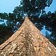African mahogany , Entandrophragma cylindricum. Trees such as this one are a major source of African mahogany, an important commercial logging species of Central Africa.