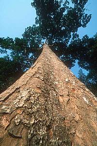 African mahogany , Entandrophragma cylindricum. Trees such as this one are a major source of African mahogany, an important commercial logging species of Central Africa.