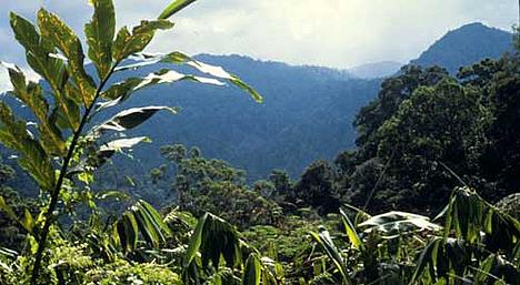 Tropical montane rainforest Fraser's Hill, Malaysia