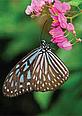 Butterfly feeding on rainforest flowers © iStockphoto