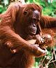 Mother & baby orang-utan, Central Kalimantan, Borneo