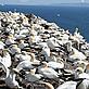 Gannets on Bass Rock