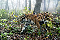 Amur tiger - © Vladimir Filonov Amur tiger