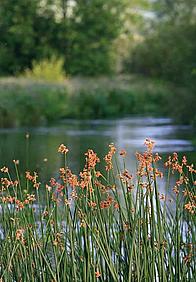 Sedge on riverbank