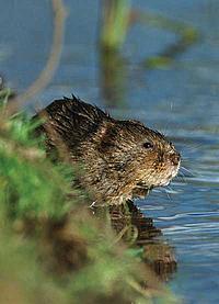 Water vole on riverbank