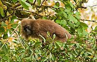 Kipunji 