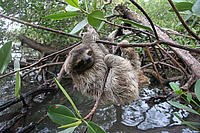 Pygmy sloth 