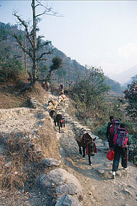 Trail to Ghandruk village - Nepal