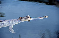 Gharial (Gavialis gangeticus); Royal Chitwan National Park, nepal
