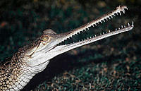 Gharial crocodile. Gavialis gangeticus. India.