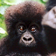 Mountain gorilla