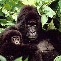 Gorilla gorilla Mountain gorilla mother and baby - Timothy GEER / WWF-Canon Gorilla gorilla Mountain gorilla mother and baby