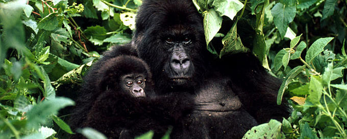 Mountain gorillas