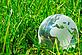 Green world