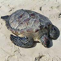 Green sea turtle, Mafia Island Marine Park, Mafia Island, Tanzania - © Peter DENTON / WWF-Canon Green sea turtle, Mafia Island Marine Park, Mafia Island, Tanzania