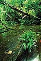 Green forest